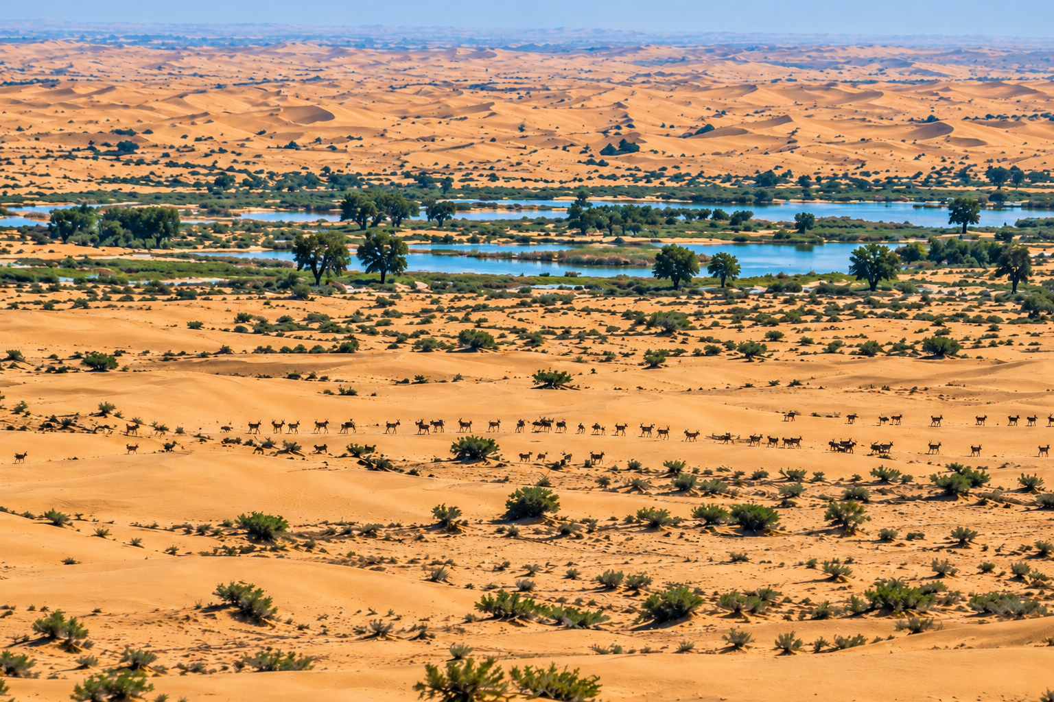 Dubai Çölünde Patagonya Maraları Çoğalıyor