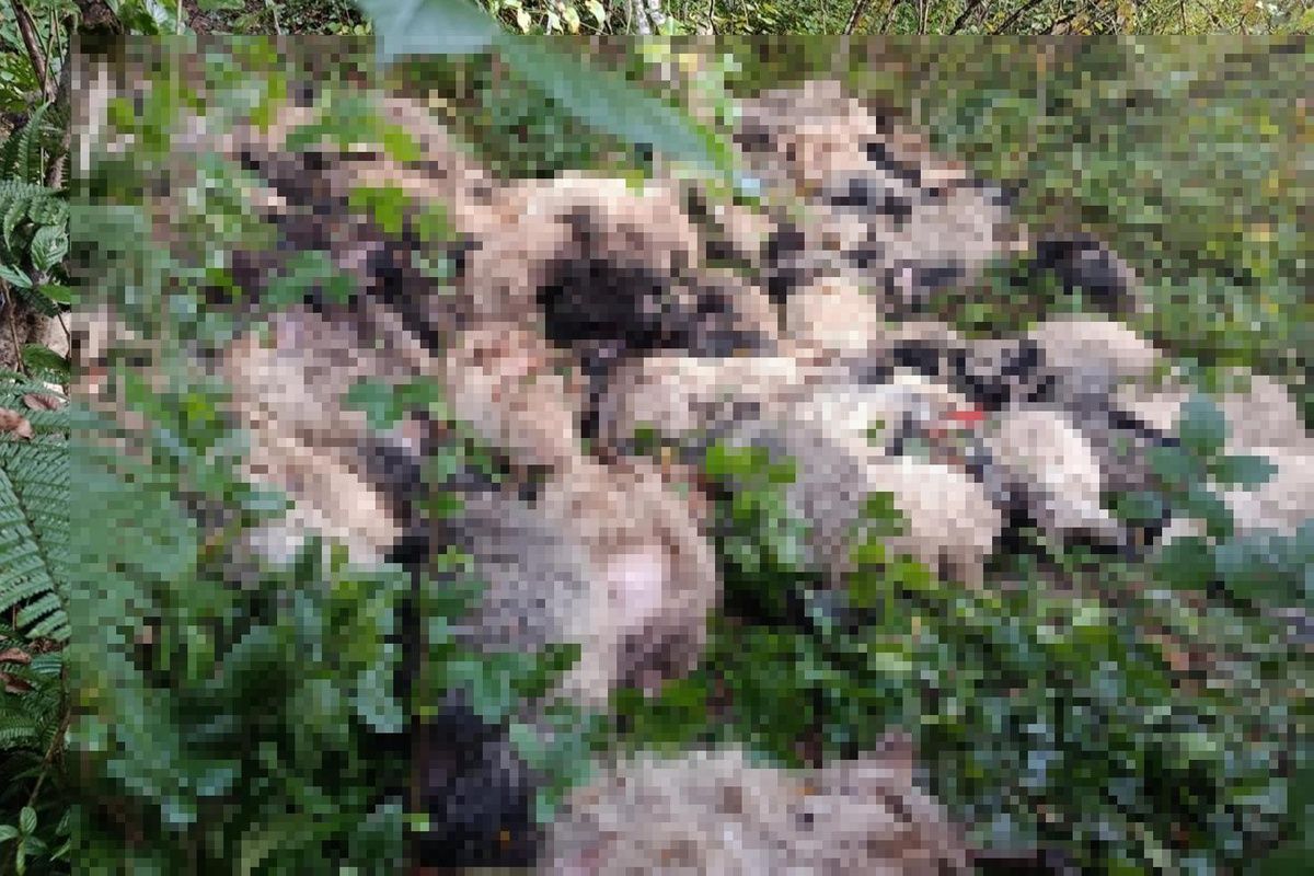 Trabzon Macka Da Yabani Hayvandan Urken 184 Koyun 20375270 5112 Amp