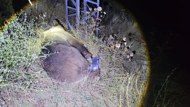Tunceli Erzincan Yolunun 15 Inci Kilometresin 20295588 O
