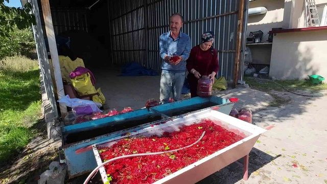 Yozgat Candir Da Gilaburu Hasadi Basladi Uret 20323447 O